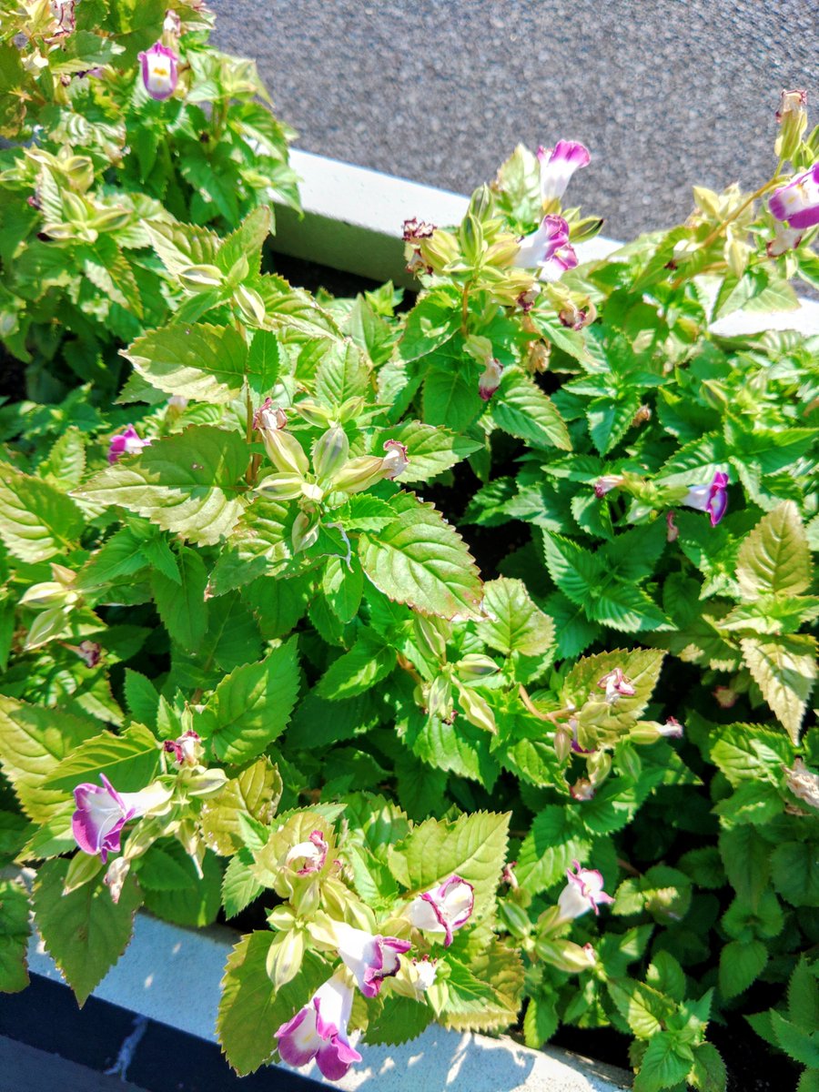 ハイジ (@haiji1010) / Posts / X