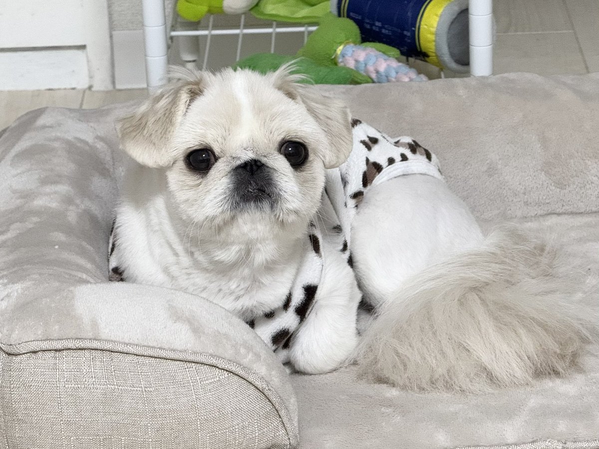 Post by ペキニーズのはんぺん⚪️ on X: おはぺん〜⚪️