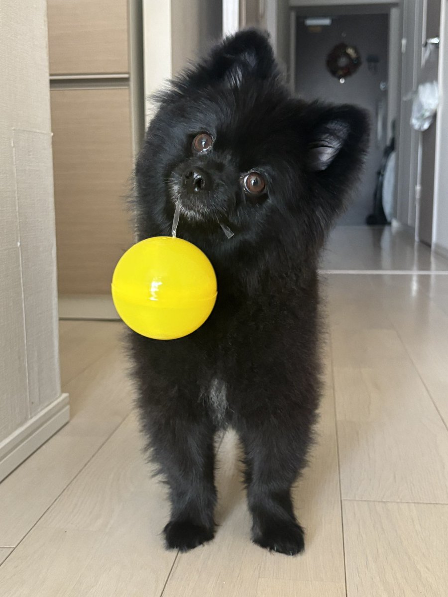 オヤツ入ったボール持ってきたよ🐶