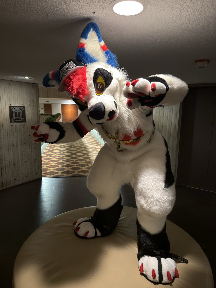 WE FOUND A COUCH!!

📸 <a href="/WaveyJaguar/">Wavey/Max/Zel/Holly</a> 
🪡 <a href="/ThePhoenixNest_/">🔥🪶Phoenix Nest🪶🔥</a> 
OG <a href="/AlbinoTopaz/">Tayerr</a> 
📍@furfest 2015(?) vs 2025