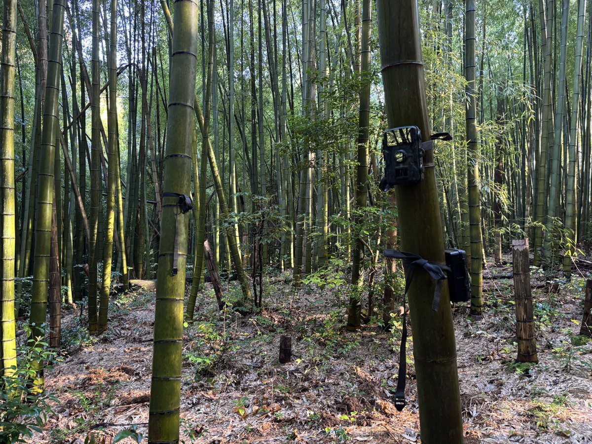 ahatake1881's tweet photo. 加賀市山代温泉の大和町から萬松園周辺の竹やぶに設置した監視カメラにツキノワグマが写っていました。周辺の方はご注意ください。　#山代温泉　#加賀市　#クマ出没 https://t.co/oCJg2g2JlN