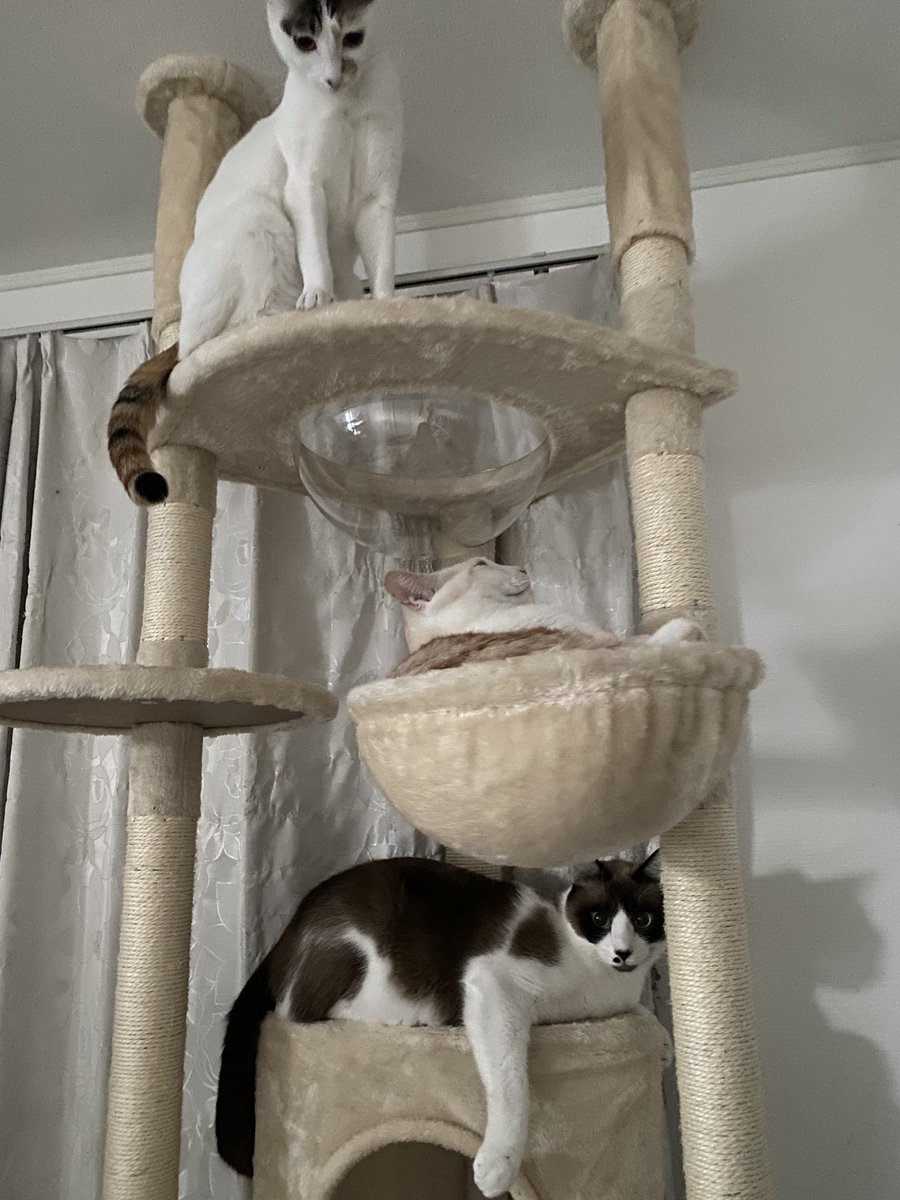 6猫（6匹の保護猫） (@rokunekoneko) / Posts / X