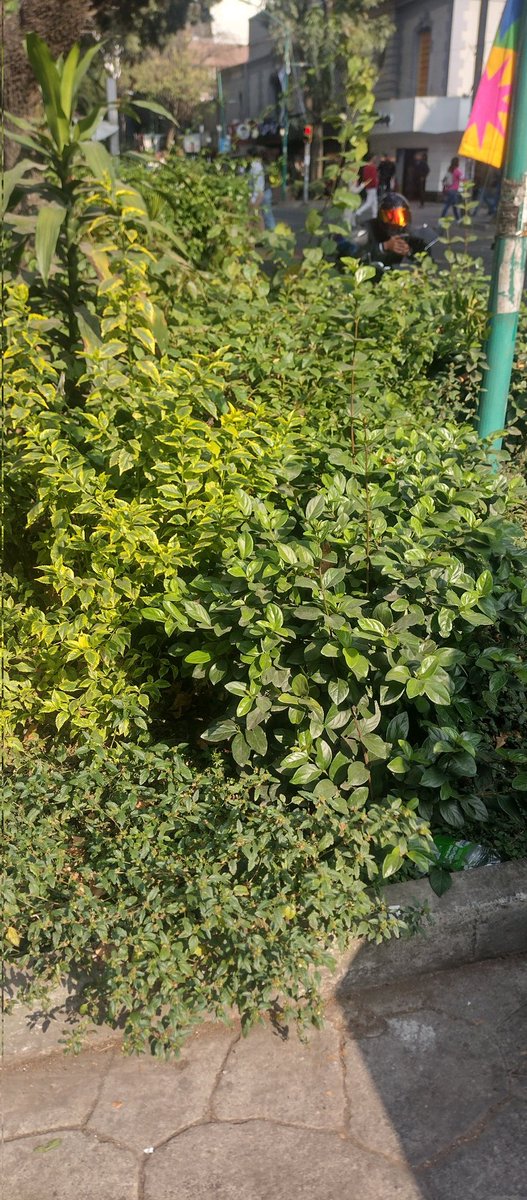 También le hace falta una pequeña poda y limpieza al camellón donde se encuentra esta luminaria. Es muy cerca del Domino's que está en Hamburgo 113 en la Juárez