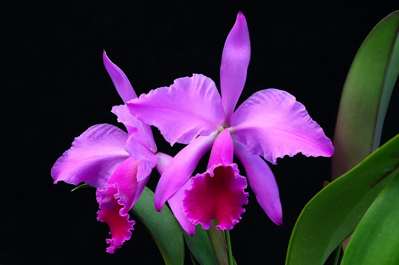 NK】 (@nknk81191345) / Posts / X