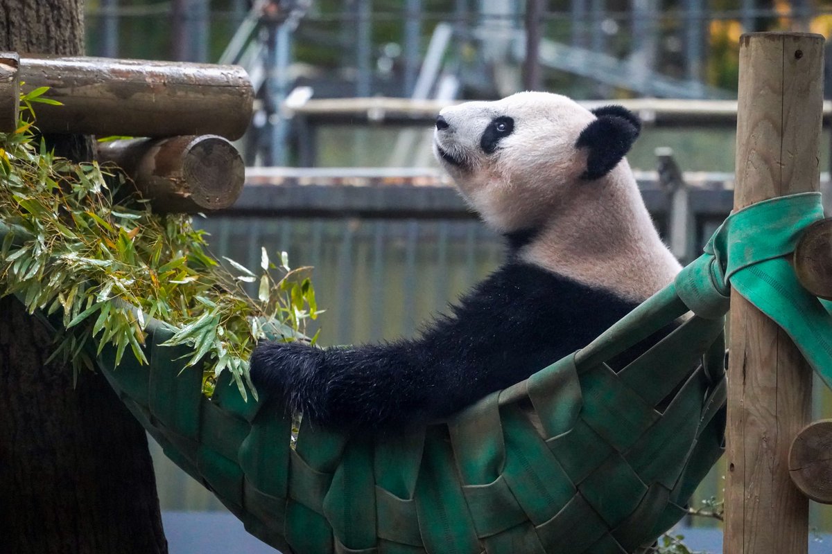 ゆかたん (@yu_ka7493) / Posts / X