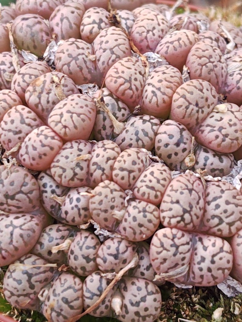 Conophytum pellucidum v neohallii(SB628) ピンク色 エンボスの迷路
