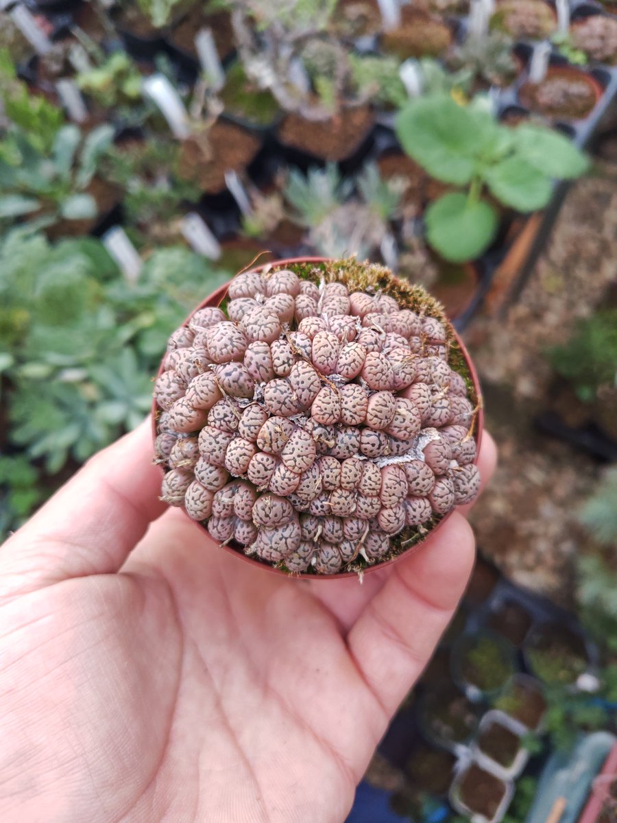 オマメプランツ (@omame_plants) / Posts / X