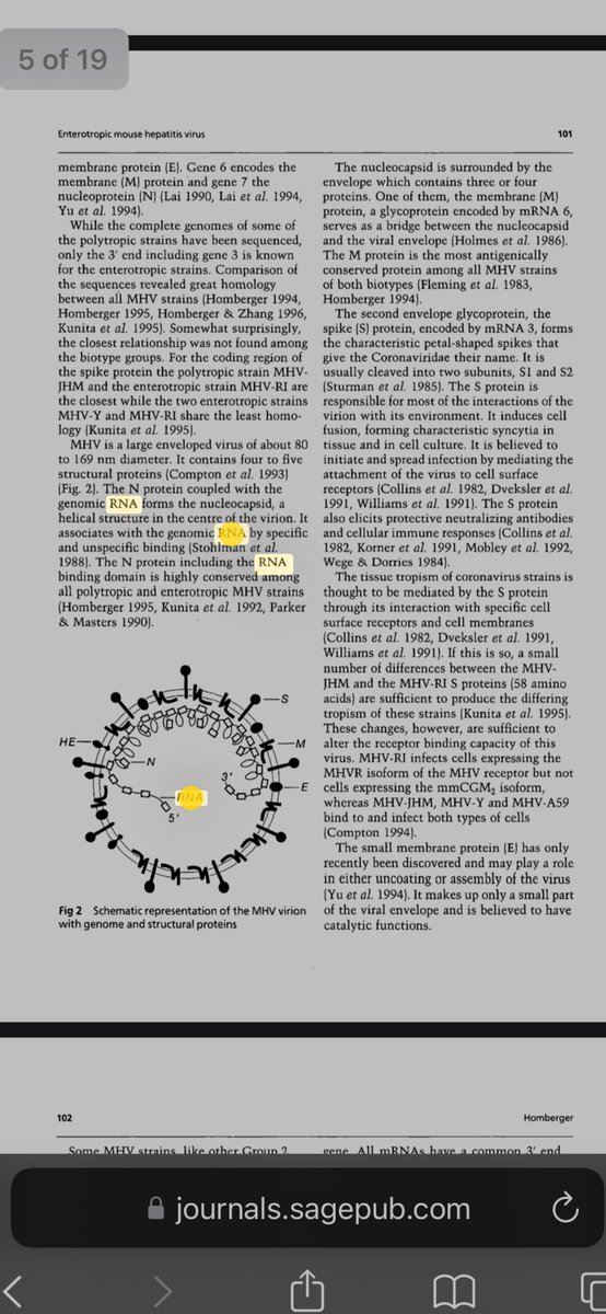 austindrake59's tweet image. @DrAngela4Health you might find these studies interesting about mice &amp;amp; coronaviruses
&amp;amp; covid &amp;amp; MRNA &amp;amp; Rna &amp;amp; even Ralph Baric