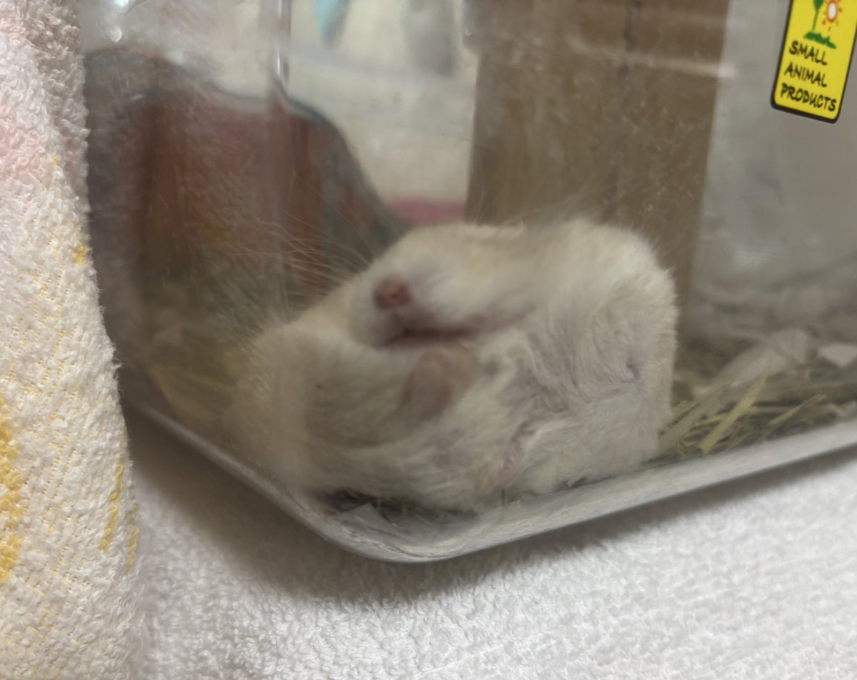 メンダコ!ページです。 Mendako and octopus-shaped sausage - YouTube