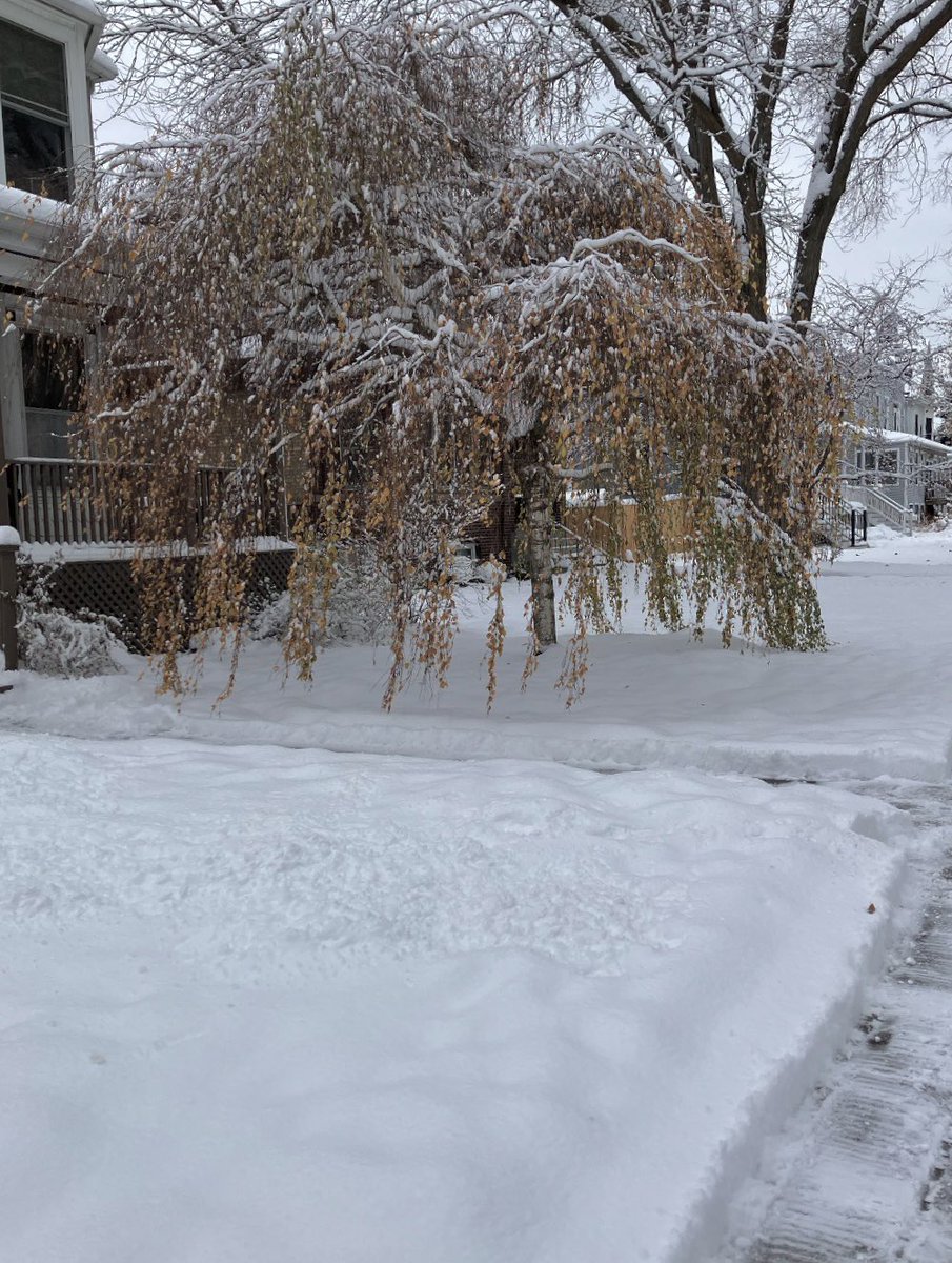 2BMathews's tweet image. Just a frosted weeping willow ❄️
#Annaswalk
#Chicagowinter