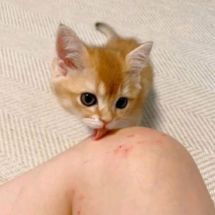 Catsillyness's tweet image. "Sorry"