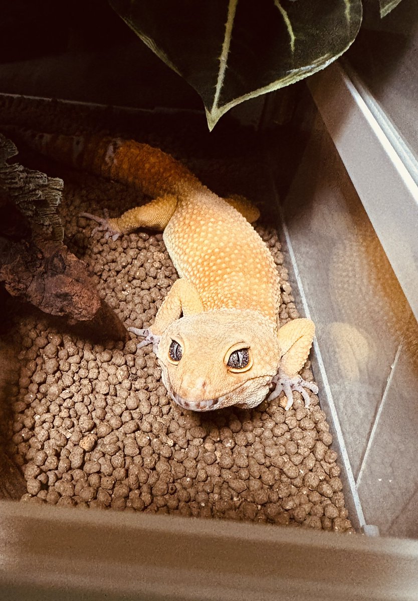 昨日急にスマホがギュイギュイ鳴って飛び起きて電気つけて机の下に半身入れながらレオパの家を押さえてた
レオパには人間が揺らしてると思われてやれやれの顔をされた

震源地の方とか被害なかったかな
寒い時期だから余計に心配だねみんな暖かくして過ごせますように