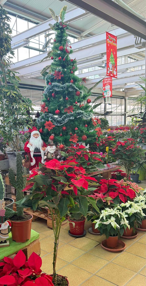#Navidad2025
#ViverosBoecillo #ViverosRabadanYCalleja
#PrispalGarden
#AhoraFloresYPlantas