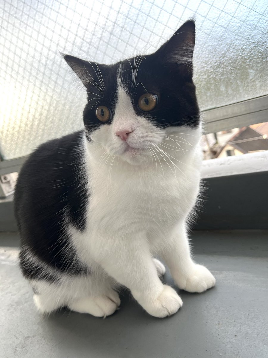 おはボン。 冷える朝だにゃ🐱 #猫