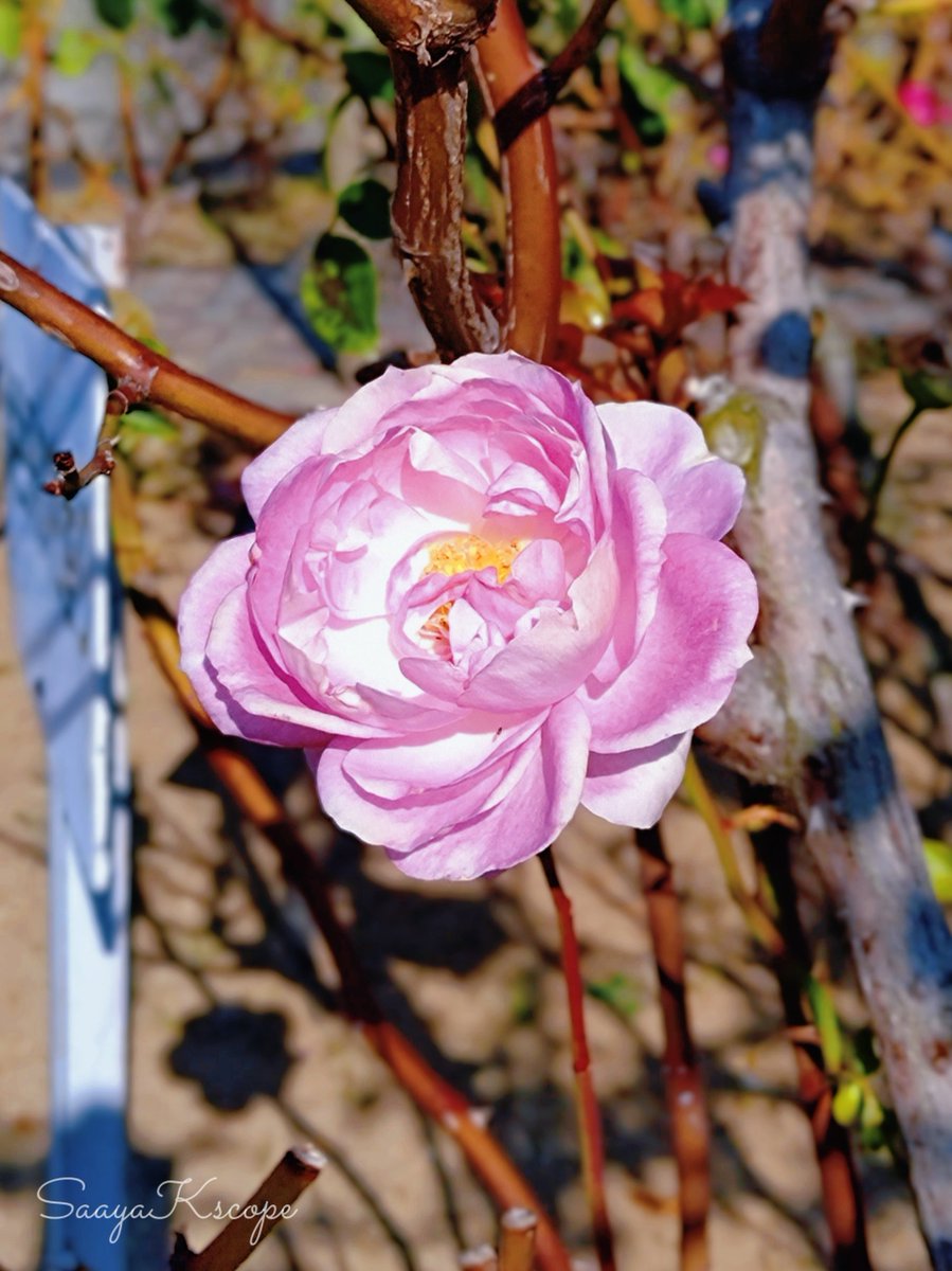 Flower Photo Club Community on X - 4.4K Members