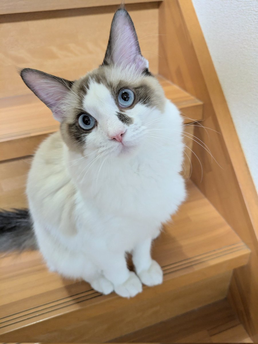 みんにゃ〜😻😻
おはにゃ〜💕💕
昨日の地震💦💦怖かったにゃよ〜💦💦
みんにゃが安全無事に過ごせてますように🥹🥹✨✨
今日もよろしくにゃねぇ〜☺️☺️✨💓💓