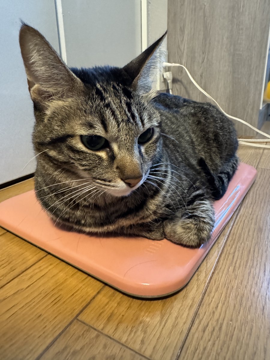 大阪でもこれだけ冷えるのに現地は・・・寒い時期なので負担も大きいいことと思います。人も動物も無事であってほしい。
【ブログ更新】
点検 tsuki-and.com/archives/10804