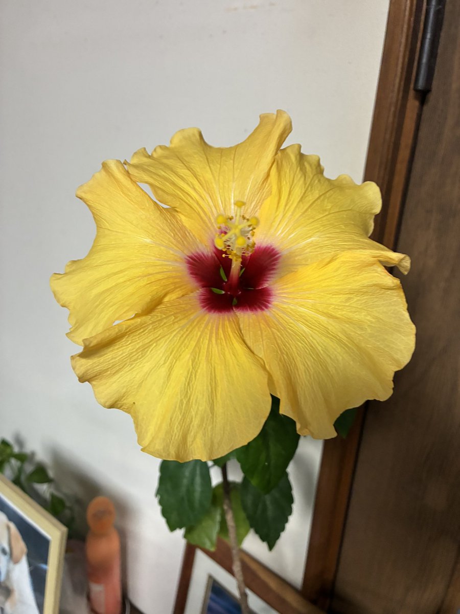 おはようございます😃 お部屋の 幸せの黄色いハイビスカス🌺 咲いて3日