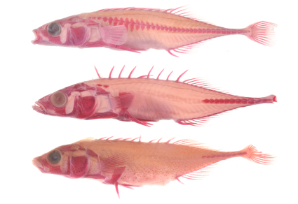 🐟YUMA🐟 (@yuma_sakana) / Posts / X