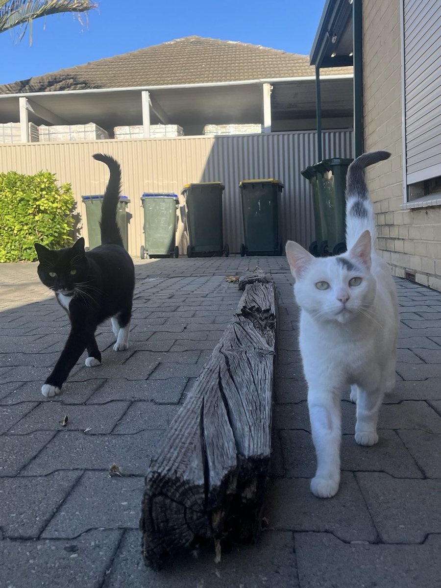 Marshmallow and Oreo🇦🇺🐾😺 tweet media