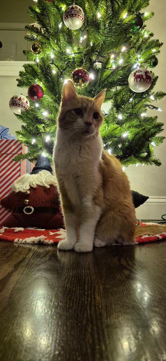 It's my favorite time of the year! #ChristmasCat