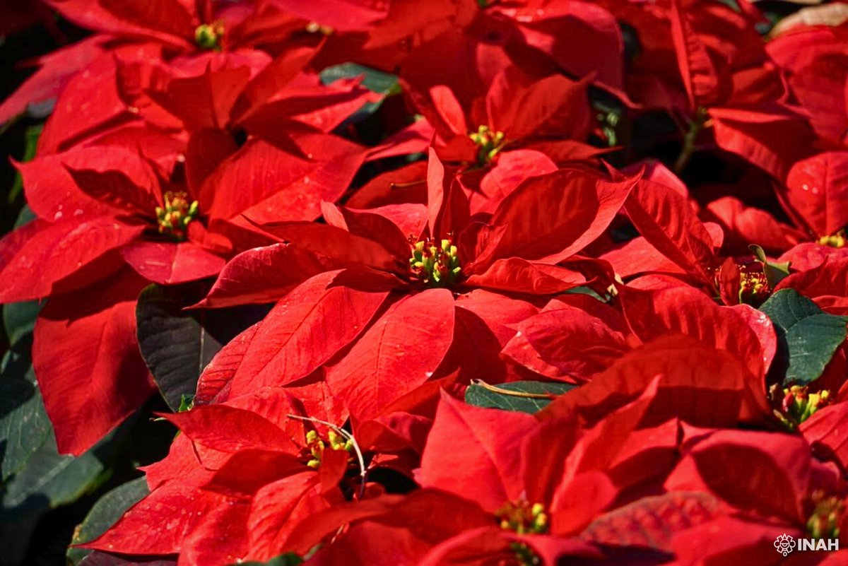 INAHmx's tweet image. Antes de conquistar los inviernos del mundo, la flor de Nochebuena reinaba en los jardines de tlatoanis como Nezahualcóyotl y Moctezuma. En la cosmovisión mexica, la planta ocupaba un lugar de honor.

Lee más en nuestra #FotoDelDía: inah.gob.mx/foto-del-dia/c…

📸 Sofía Jiménez #INAH