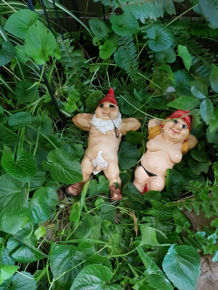 anudistau's tweet photo. Our #naked knomes https://t.co/f2mZ3BSlXG