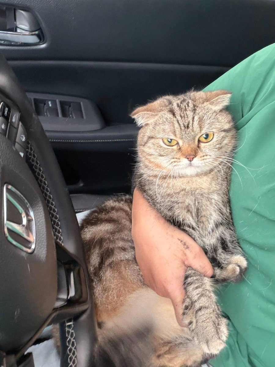 anthraxxxx's tweet image. Cat found wandering at LKSA. Rescuer looking for its owner facebook.com/share/p/17xCsZ…