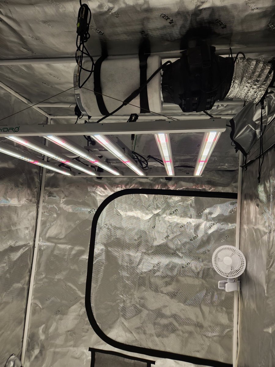 Oh here she comes watch out boy she'll chew you up!!! Going to transplant 4 of the 5 bbs clones and veg em in here for another 10-14 days then flip em to flower!! Dropped my damn carbon filter and put a hole in the floor....smfh cant have nothin 😤 🤣🤣🤣🤣🙏🙏🙏🔥