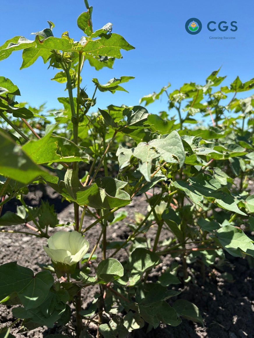 Flowering has kicked off across the Downs for our CGS Dalby growers.
Here’s a field update from Tasmyn showcasing Sicot 761B3XF in action 🌼