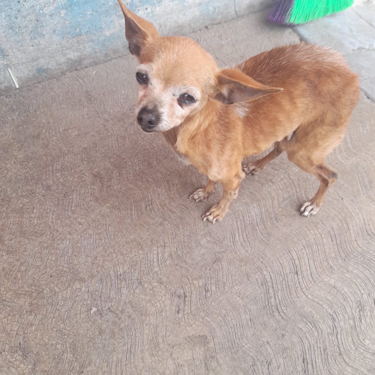 Ella es Rosita.
La abandonaron como a tantos perritos cuando envejecen… y desde entonces la ha pasado muy mal en la calle. Es una chihuahua chiquitita, frágil y con mucha tristeza encima.

Queremos ayudarla, aunque ya no podemos seguir rescatando. Pero necesitamos un hogar