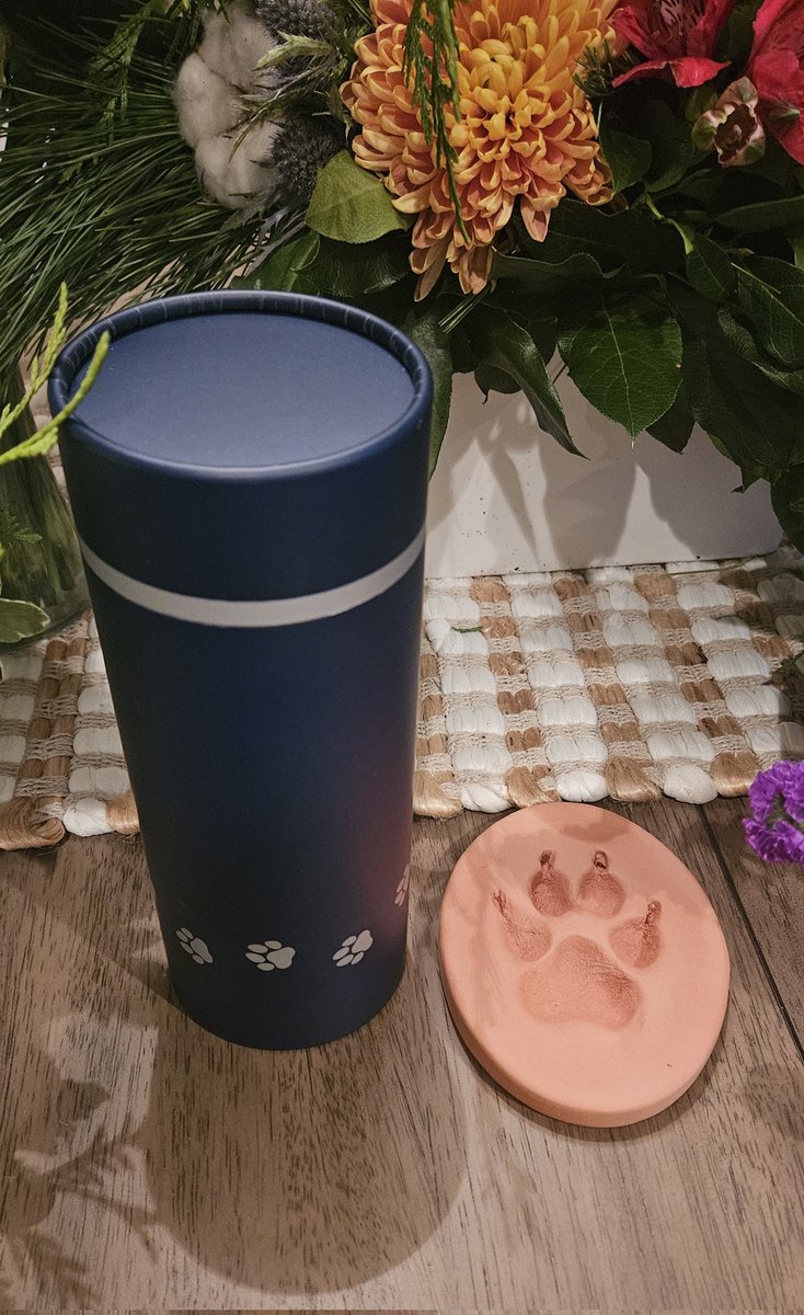 CanadianBlackBear🇨🇦 (CanadianPenny🌈) tweet media