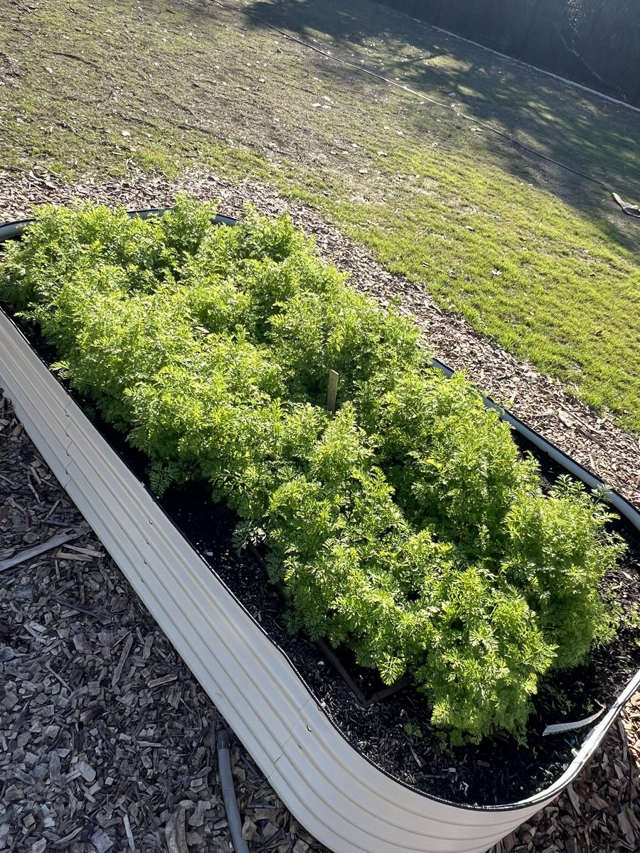 Francisco Reyna tweet media