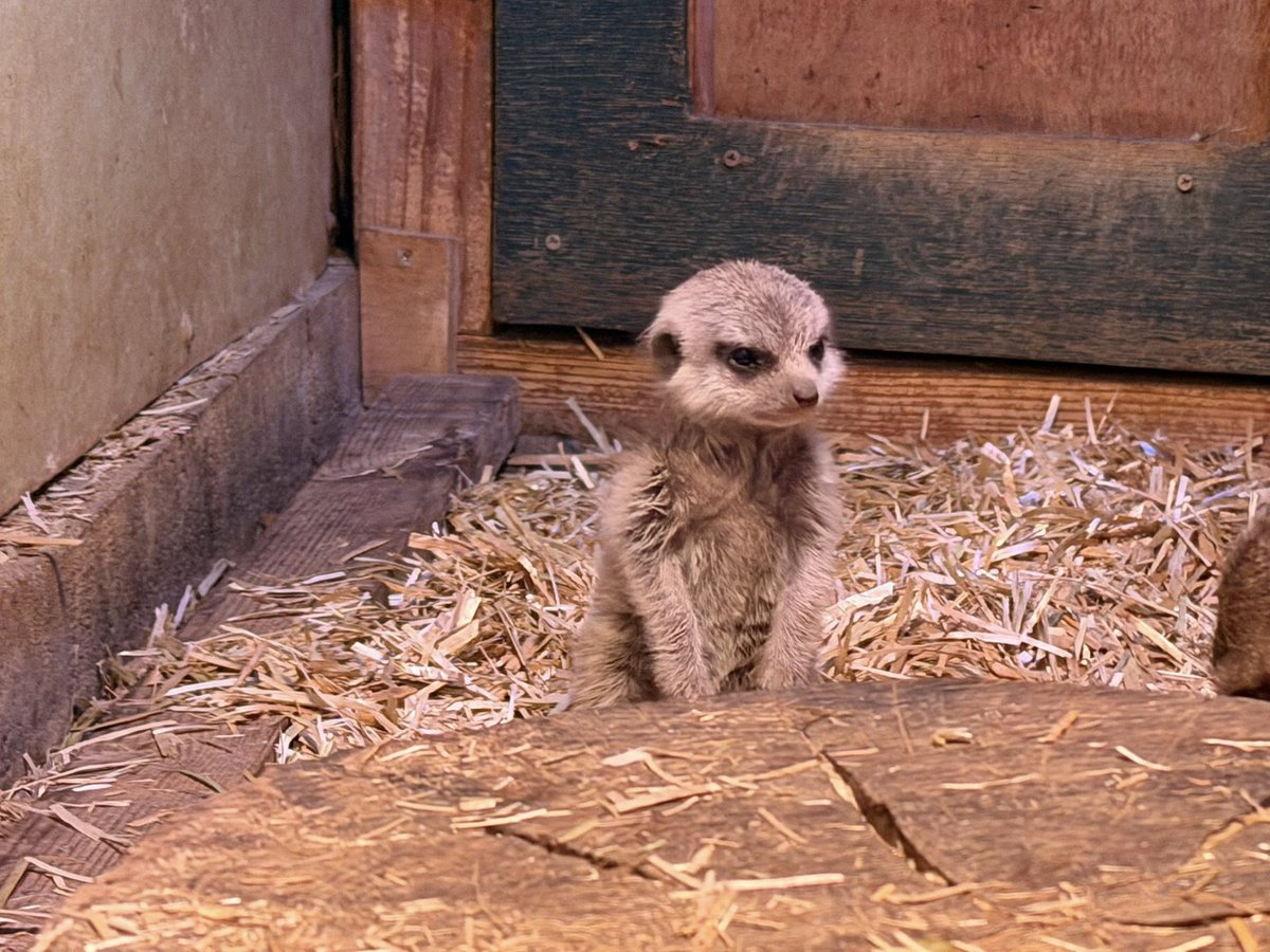 masayaページ BeConn スタンド式ディスプレイマウント ナチュラル×ブラック