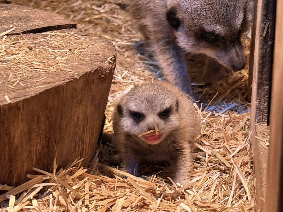 ミーアキャット