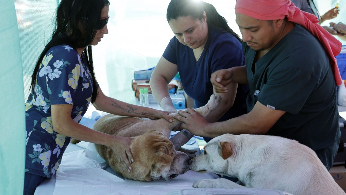 Jeannette Jara presentó plan de bienestar animal: Seguro veterinario y red nacional de clínicas para mascotas #Cooperativa90 tinyurl.com/3w769wc9