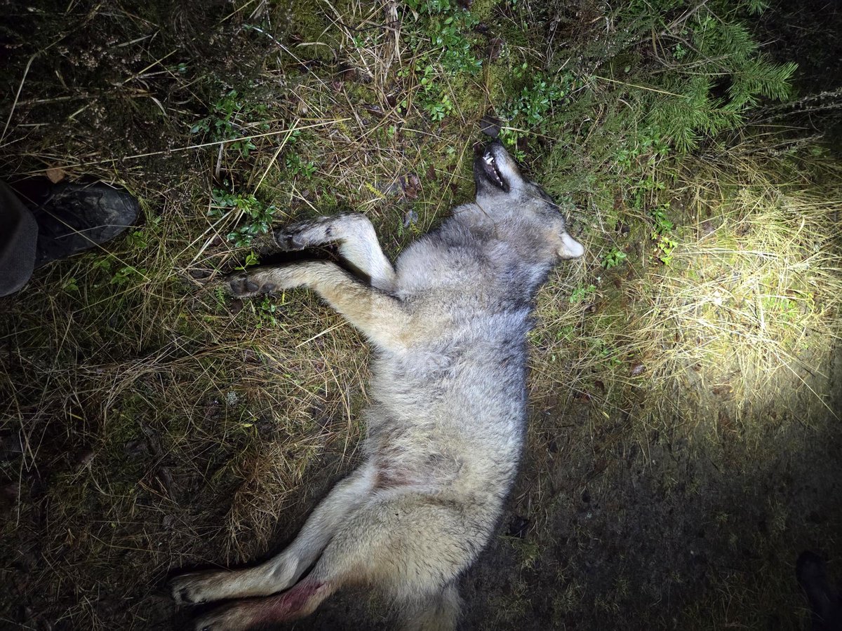 EILNE HUNDIJAHT 8.12.2026 VALGAMAA HUMMULI
YESTERDAY'S WOLF HUNT 8.12.2026 VALGAMAA HUMMULI