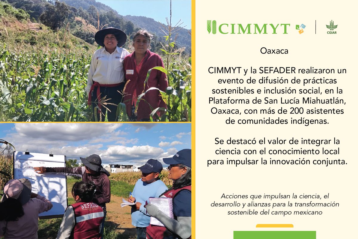 📍#Oaxaca
Más de 200 asistentes en San Lucía Miahuatlán participaron con #CIMMYT y #SEFADER en difusión de prácticas sostenibles 🌽🤝
Ciencia con identidad.
#TransformaciónSostenible #FloreceElCampoOaxaqueño