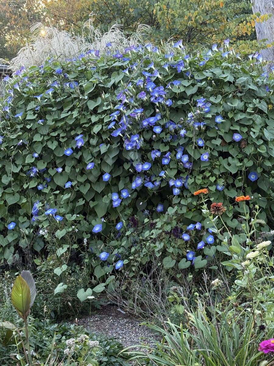 Morning Glory