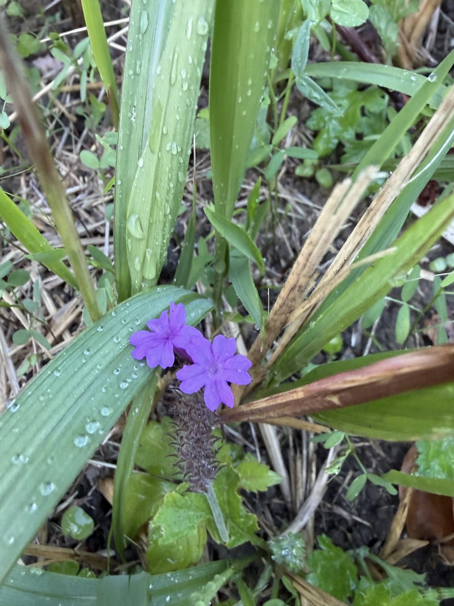 おはよぉ〜🥺
昨日地震あったんだね、北海道、東北のみんなは大丈夫かなあ🥺
無事を祈るばかりよ🙏

今日の朝ンポのお花は宿根バーベナ💐
花言葉は一致団結✨