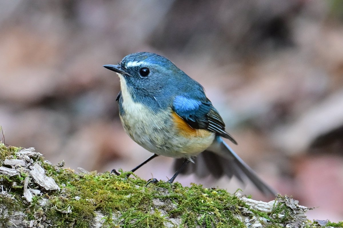 青のイケメンがイケメン過ぎてたまらん💙 #しあわせの青い鳥 #ルリビタキ雄