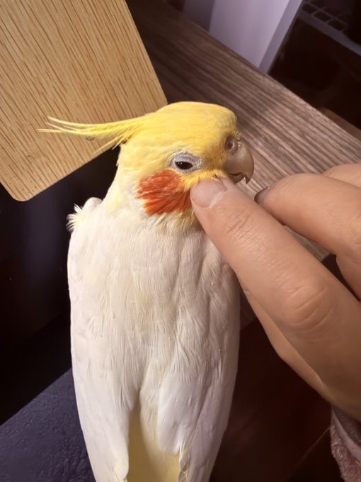 å°éã§äžçªæãã®ã¯ãªã«ã¡ãããã¯èµ·ãããŠã±ãŒã¹å
ã§æªæãã¡ããããšãªãã§ãããä»åã¯éå ±ãã¡ãã£ãšæ©ãããã®ã§ã¡ãããšãªã ããããŠçŸœã¯æãããã©æªæããªãã£ãðââšããã£ã!!é·çãããŠãð¥