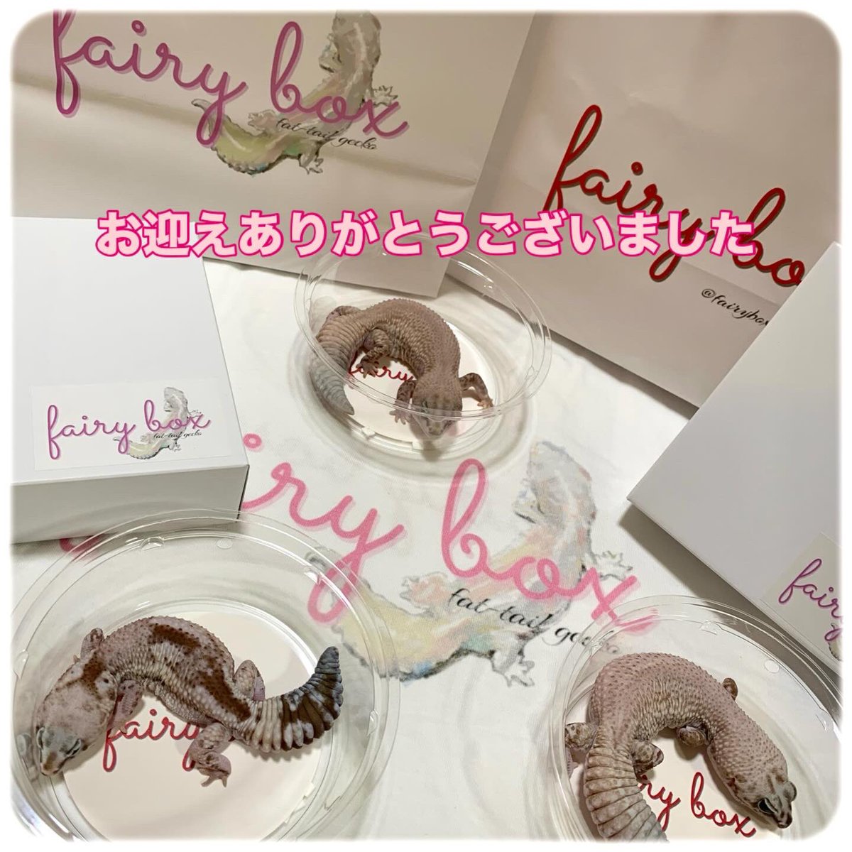 fairybox_2025's tweet photo. 大変良い方にお迎え頂きました✨
遠路遥々ありがとうございました🙏

#ニシアフ https://t.co/L8r3OqGysD