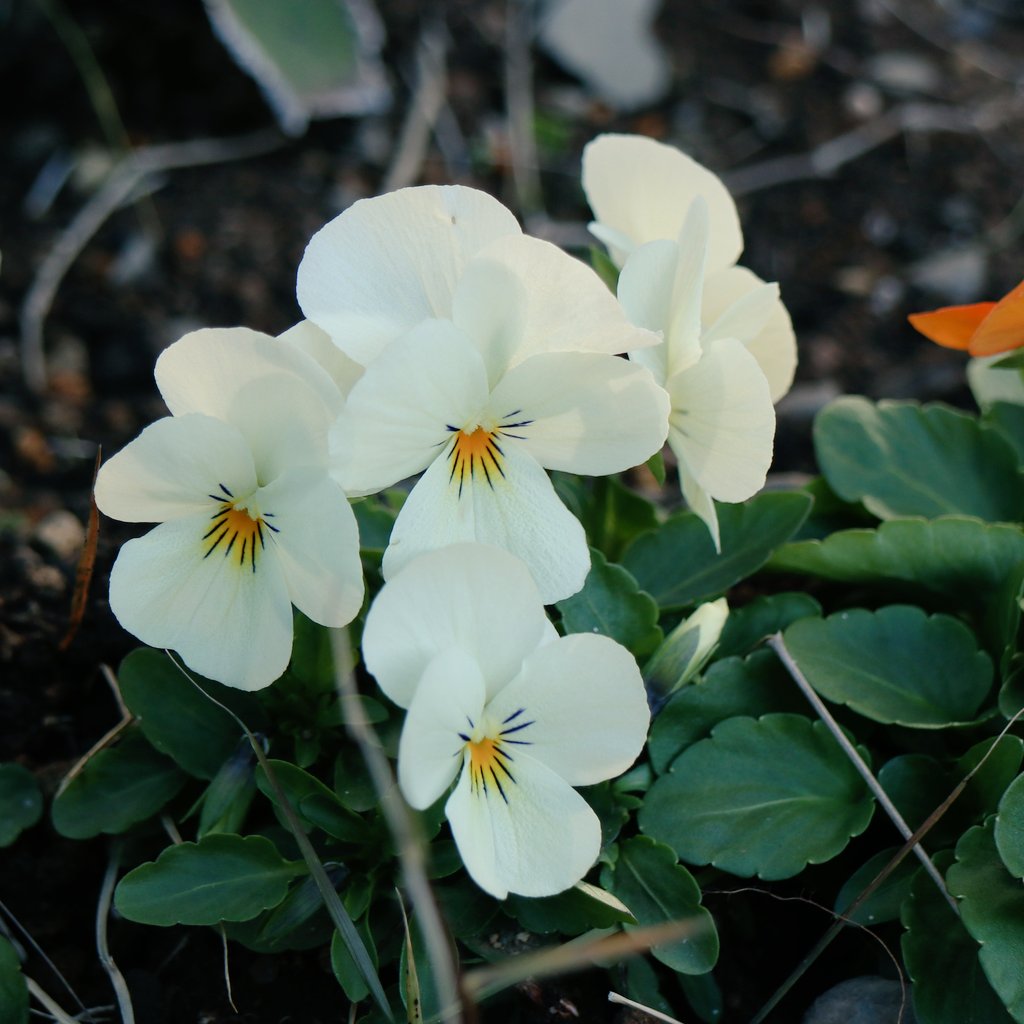 kinokdk's tweet image. 12/09(火)、おはようございます。
東北の地震、心配ですね。
これ以上たいへんなことになりませんように…

💐#TLを花でいっぱいにしよう
冬日さす 雪間に咲きぬ 白ビオラ