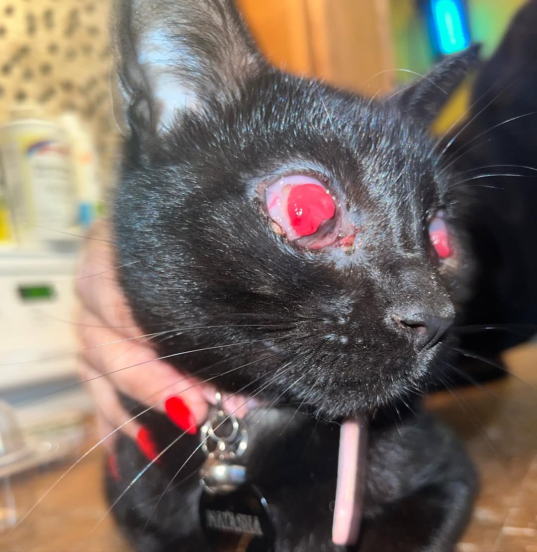 Cats of Meow York. tweet media