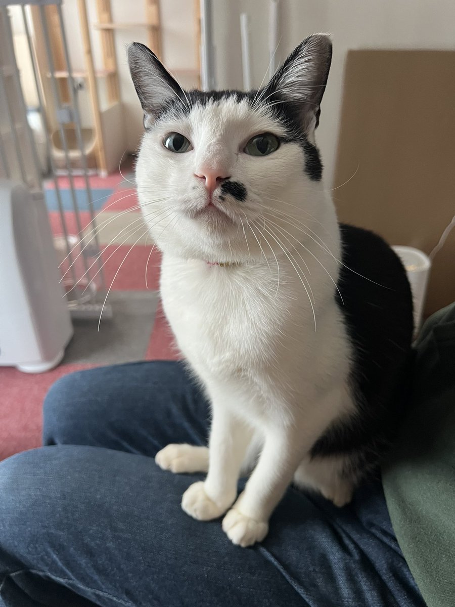 トラキチーノ(トラキチと大福) (@torakichi0831) / Posts / X