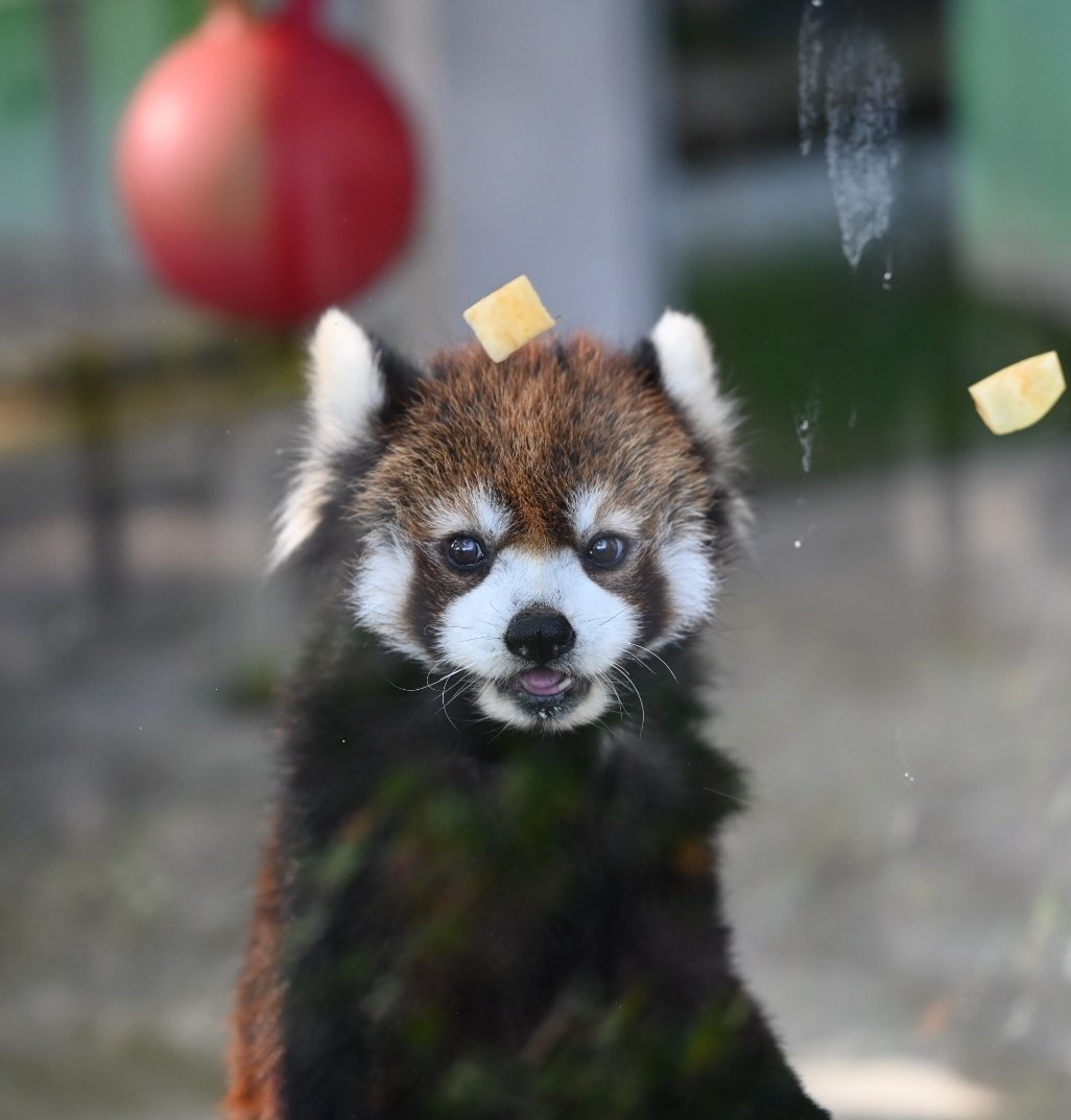 chizu_xiang (@kobuchizu0612) / Posts / X