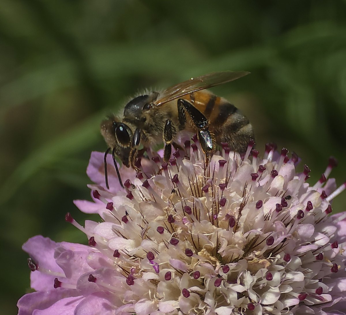 Bele Segonds tweet media