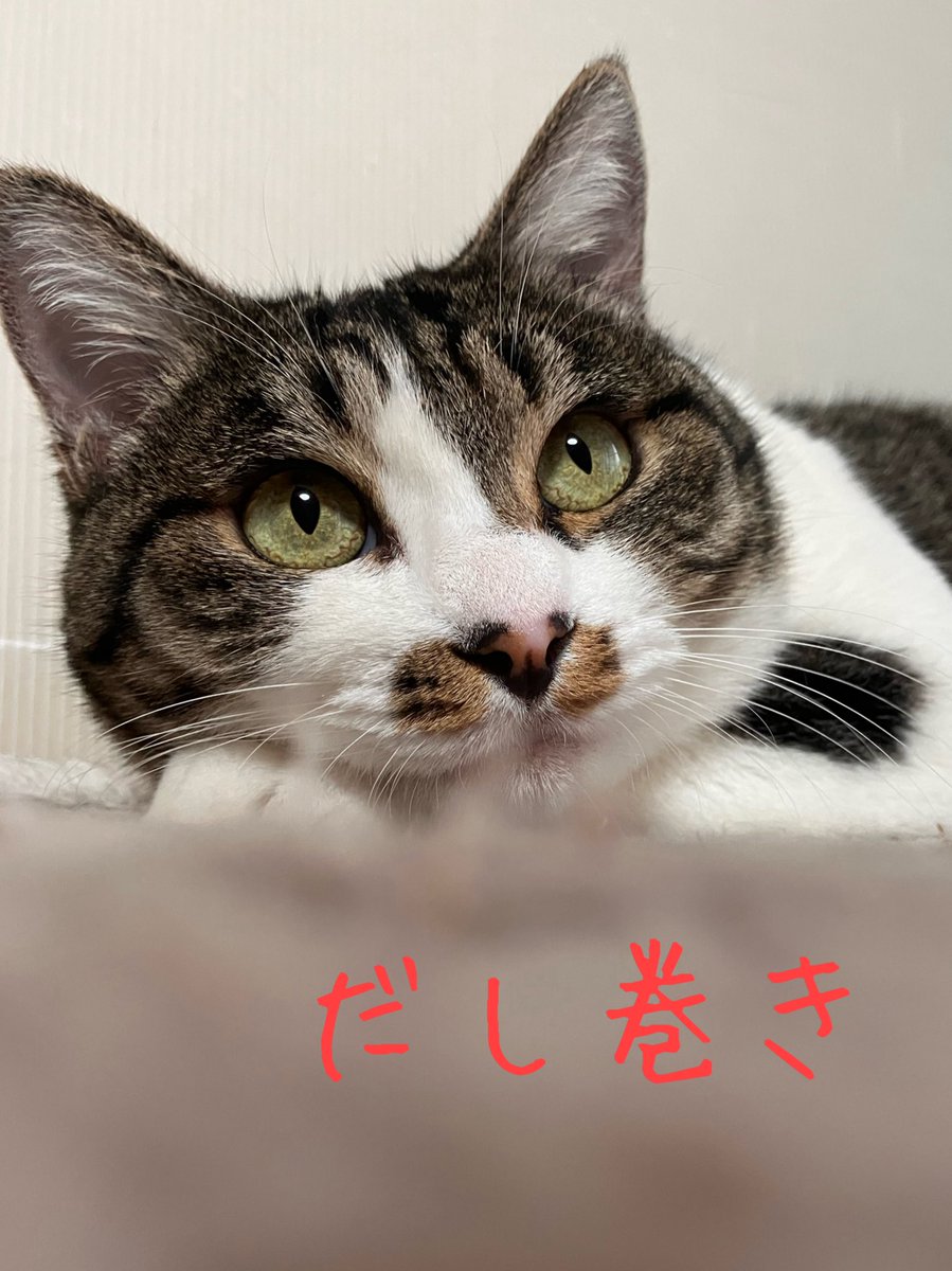 非営利型 一般社団法人 ねこたまご (@nekotamago_) / Posts / X