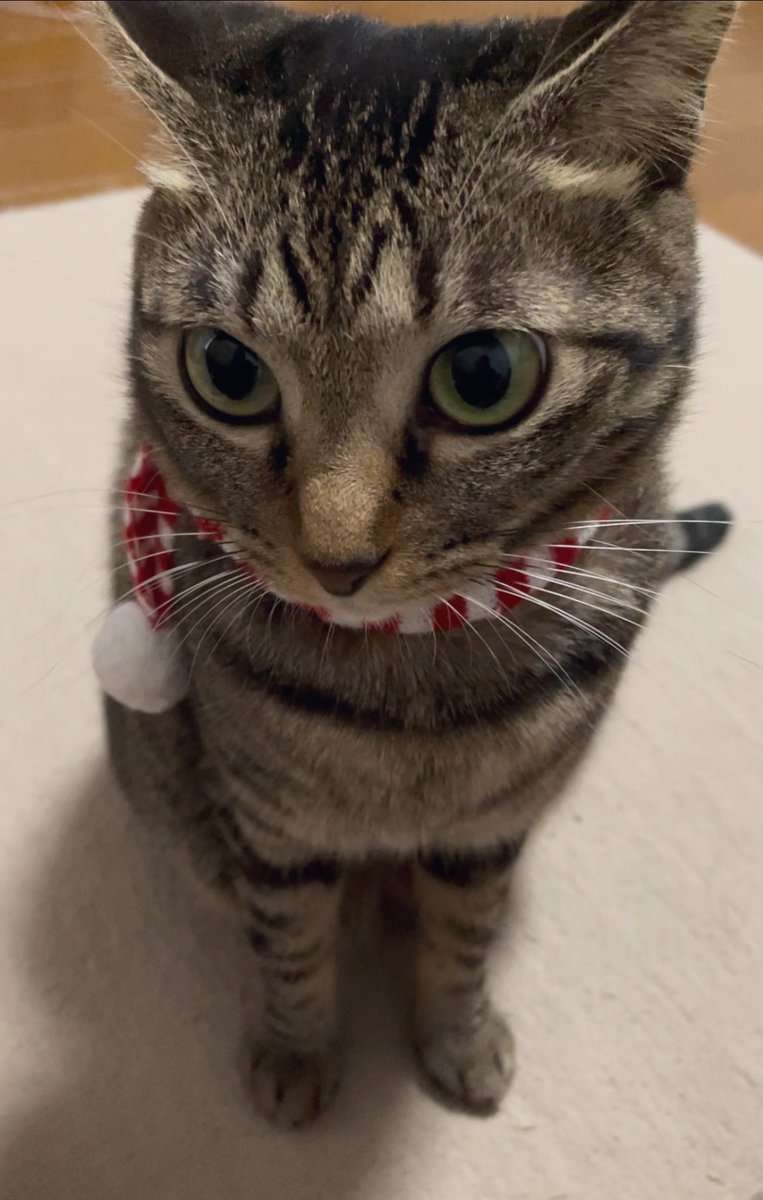 j7_u8's tweet photo. かわいく撮れた🧣
冬だね〜

 #猫好きさんと繋がりたい https://t.co/HxvS4tTfK2